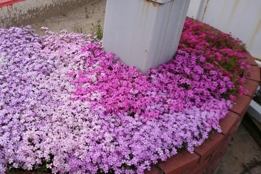 芝桜